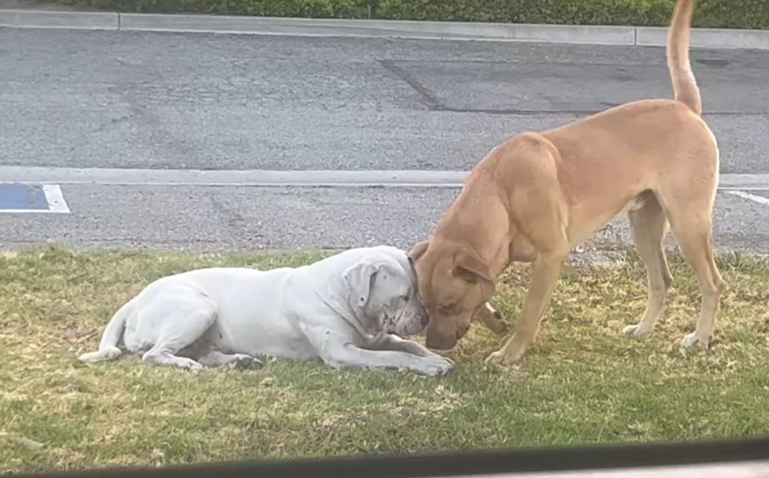 two playful dogs on the grass