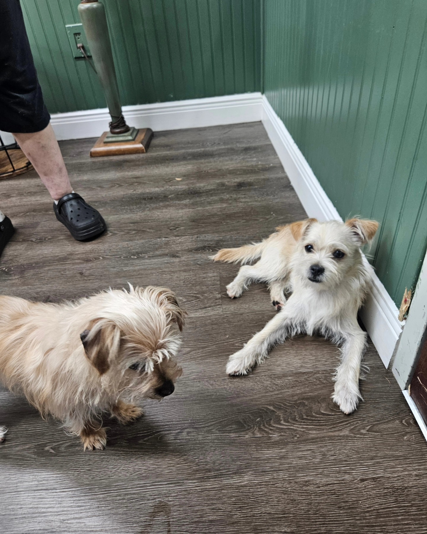 two poodles on laminate