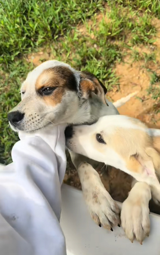 two puppies beg for help