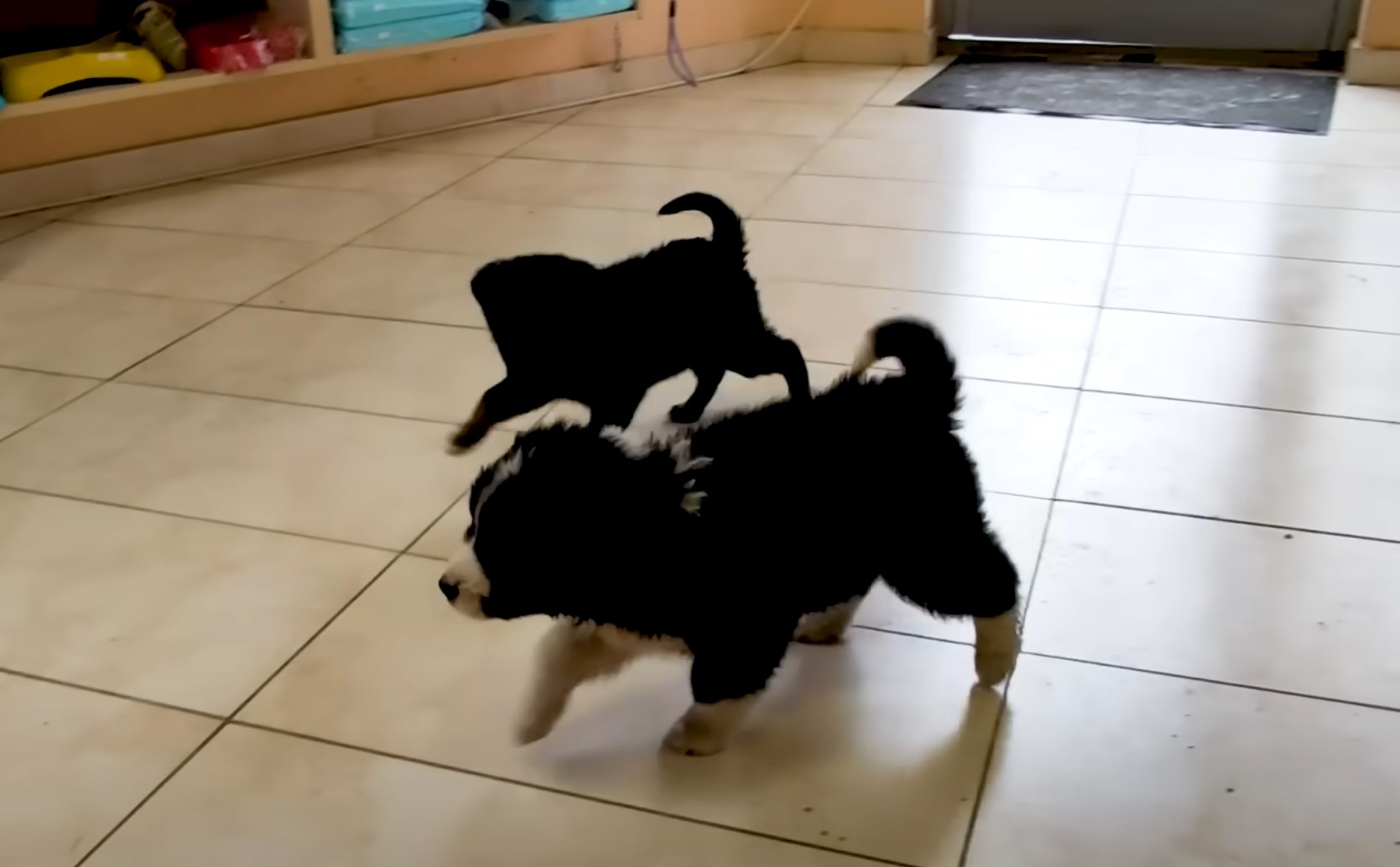 two small dogs running indoors