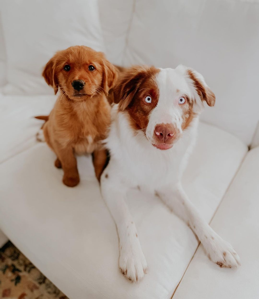 two very cute dogs