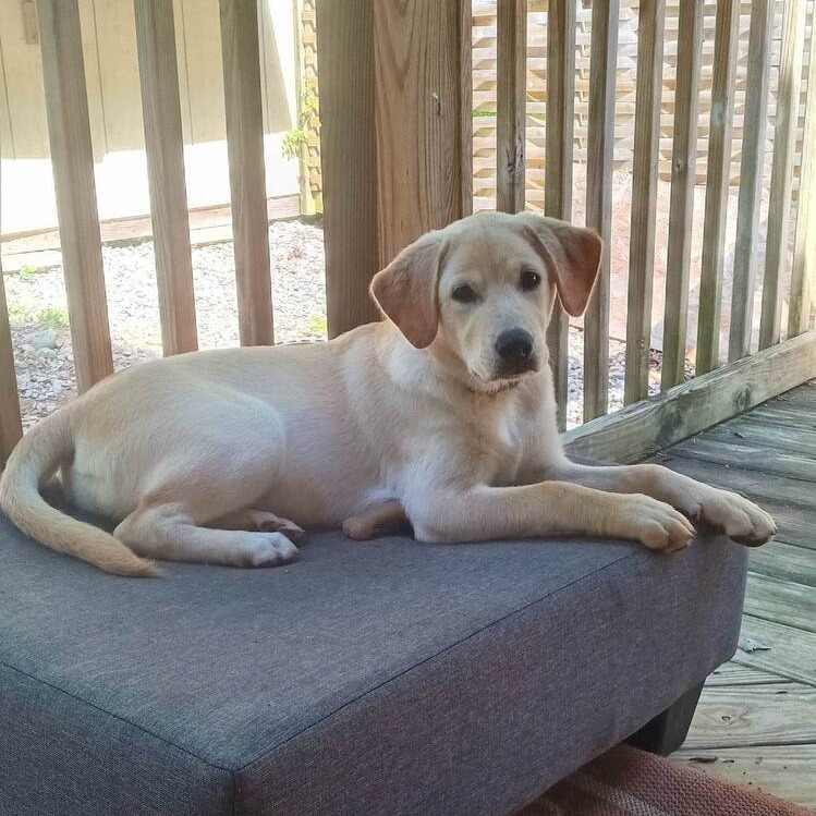 very adorable dog laying down