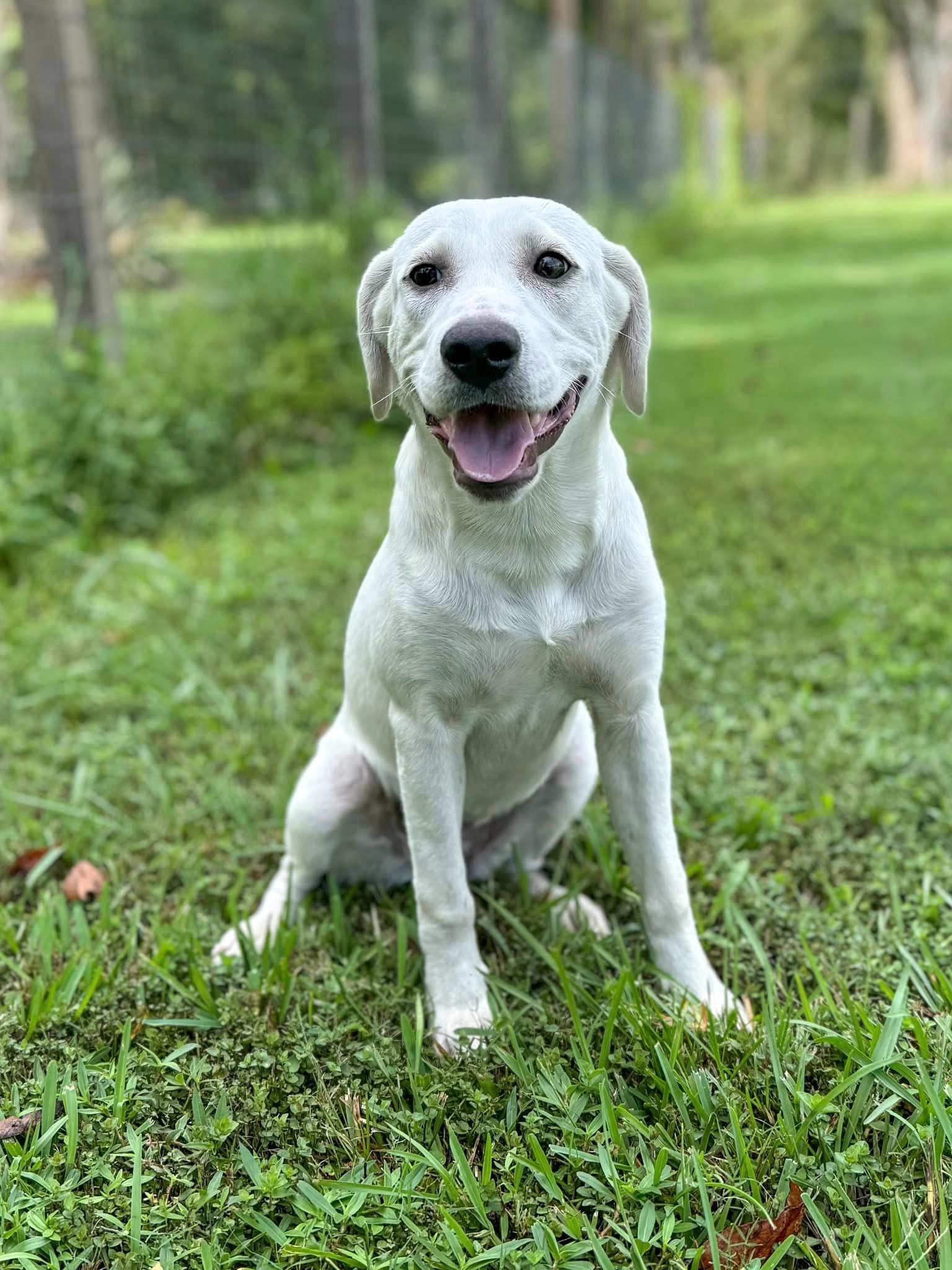 very happy white dog