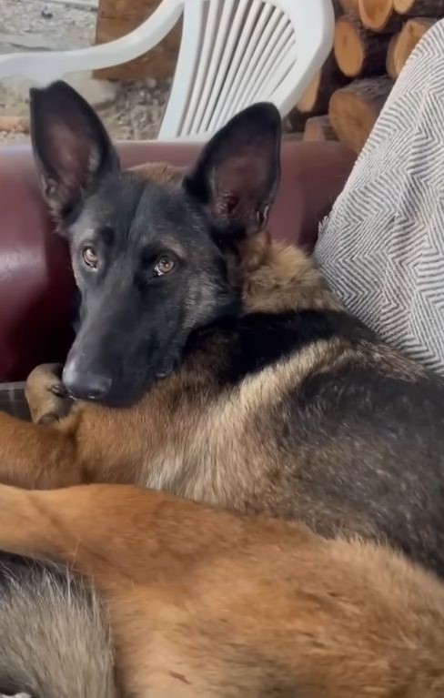 very sweet dog laying down