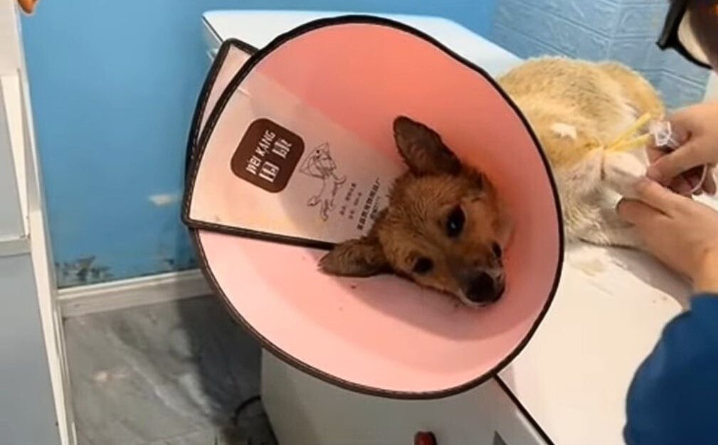 veterinarian helping injured dog witk neck collar