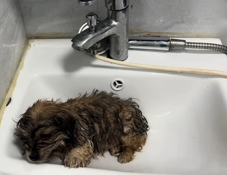 wet puppy in the sink