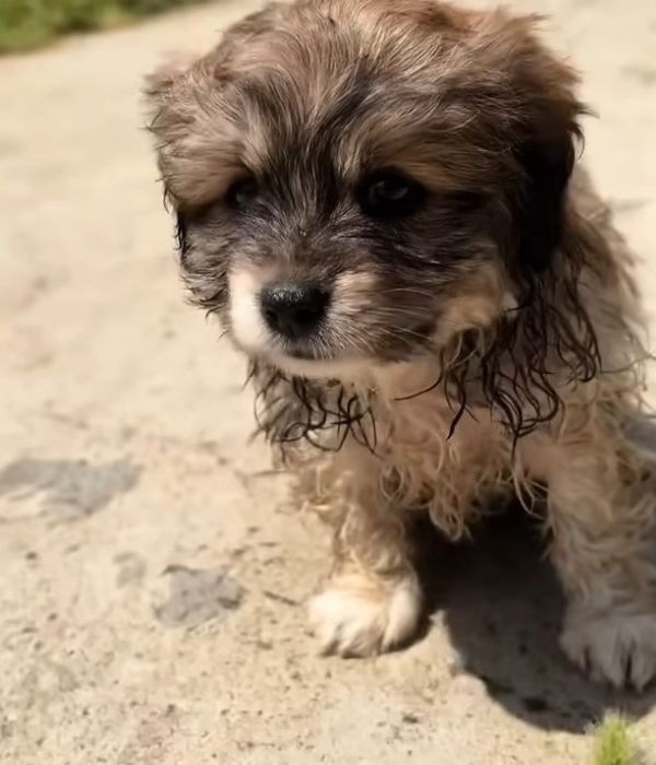 wet puppy