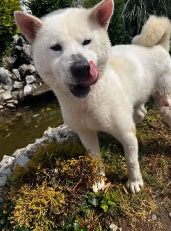 white dog licking himself