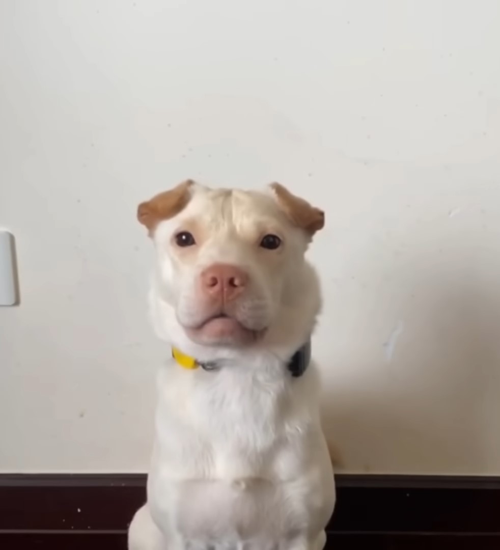 white dog posing