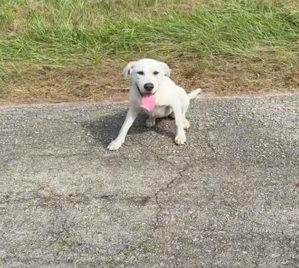 white dog with tongue out