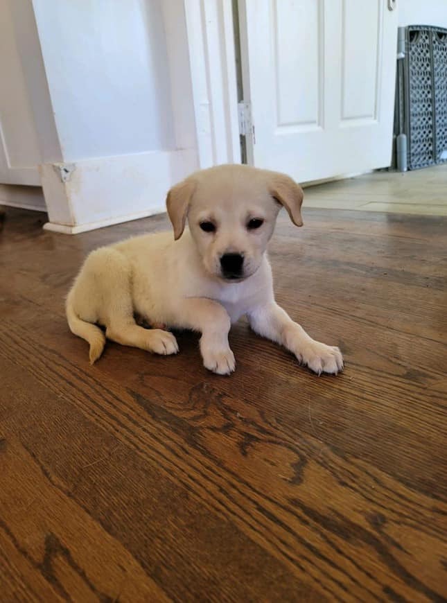 white puppy laying in hallway