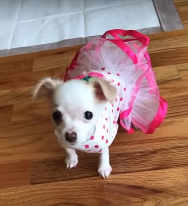 white puppy with clothes