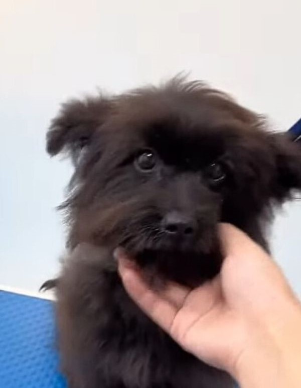 woman and cute black puppy