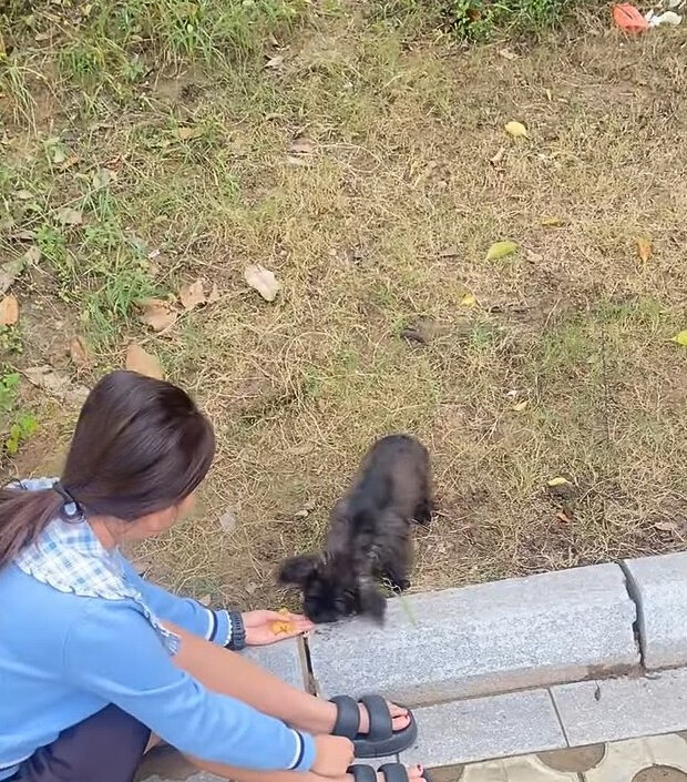 woman and stray dog