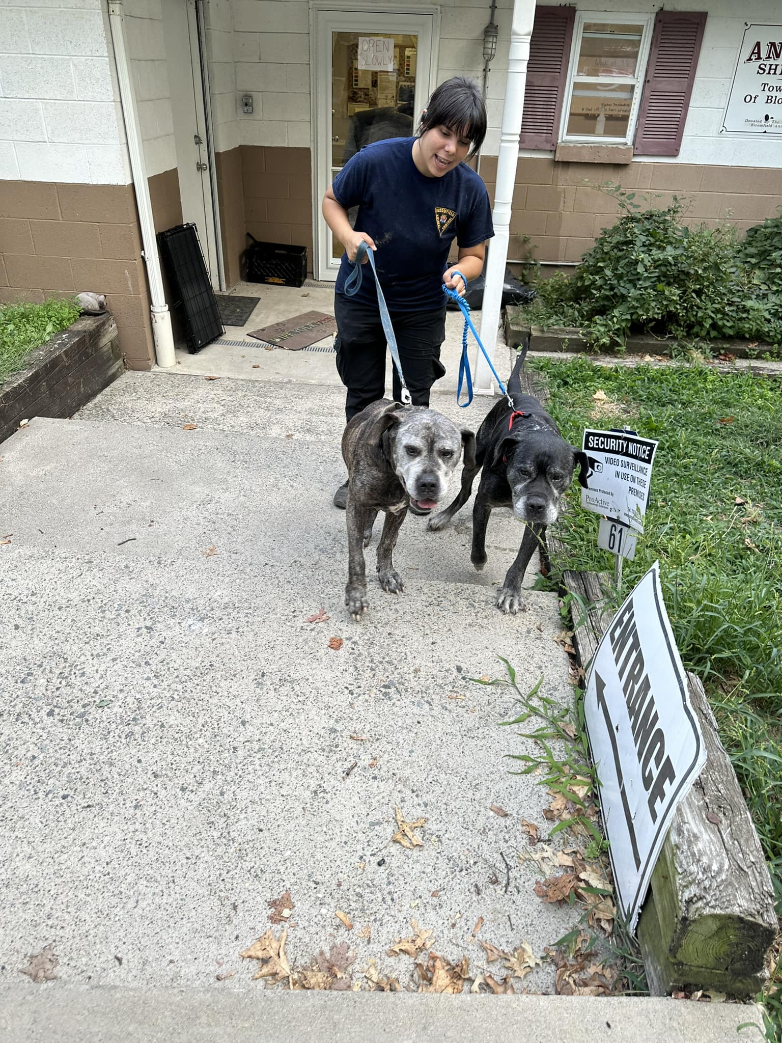 woman and two dogs on a leash