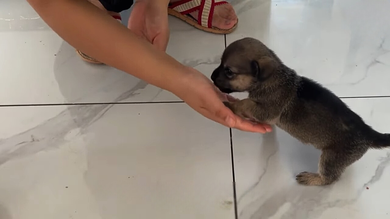 woman and very cute black puppy