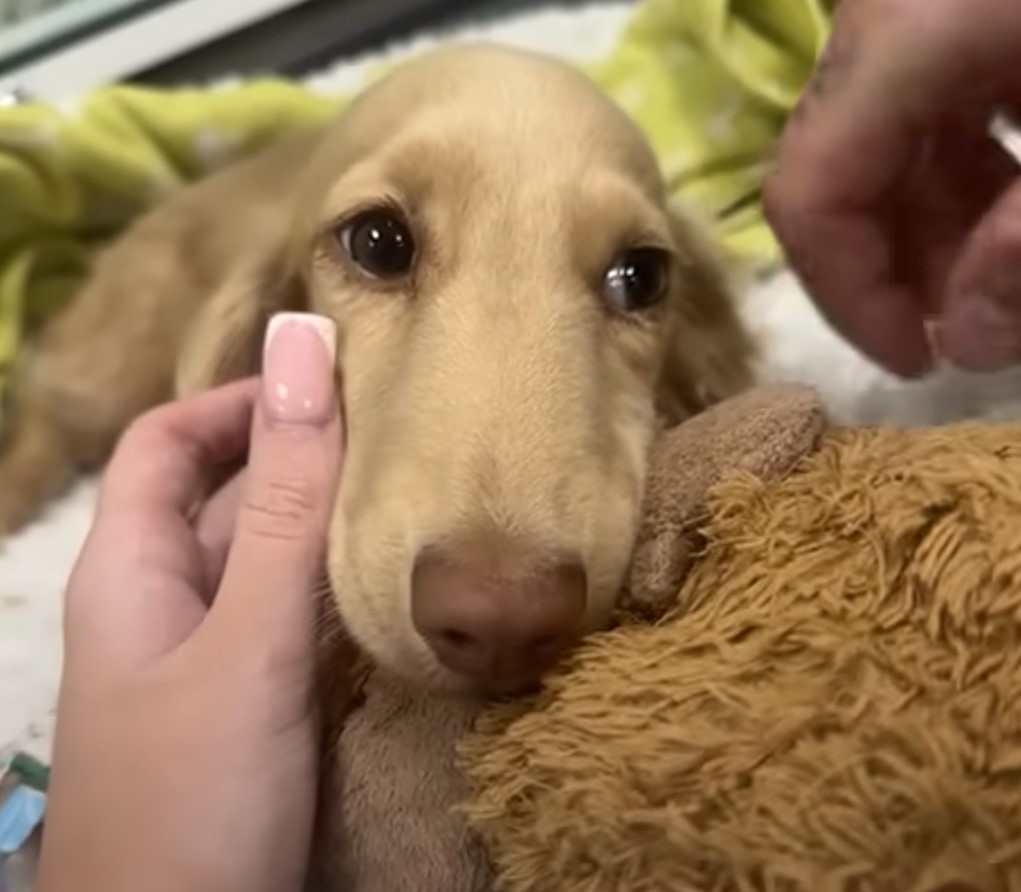 woman and very sweet dog