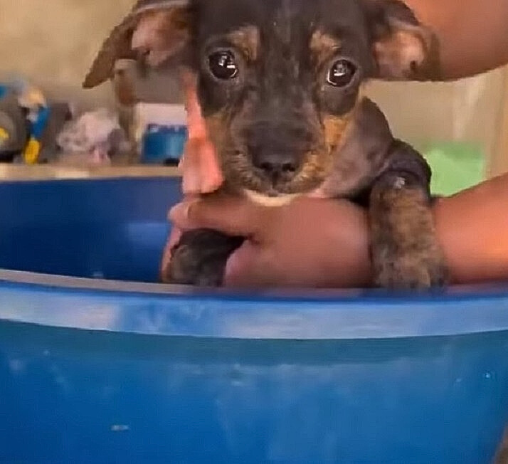 woman bathing a dog