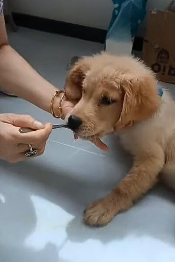 woman feeding puppy with spoon