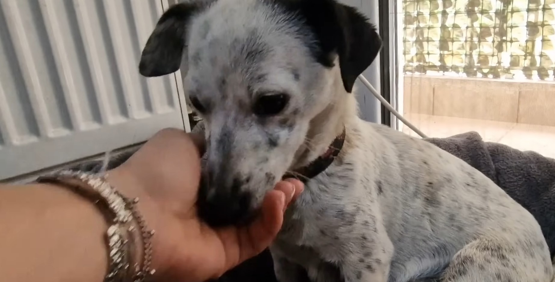 woman petting a black and white dog