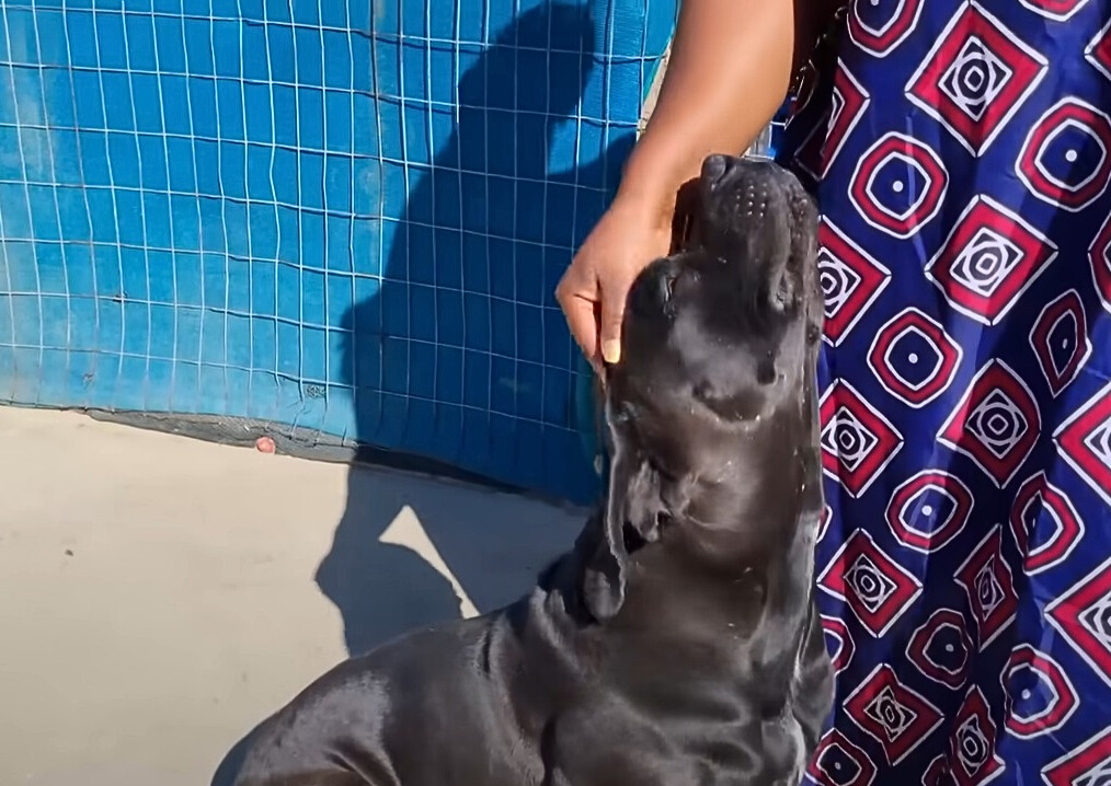 woman petting a black dog