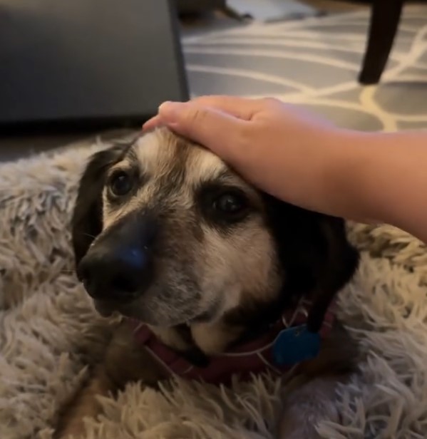 woman petting a senior dog