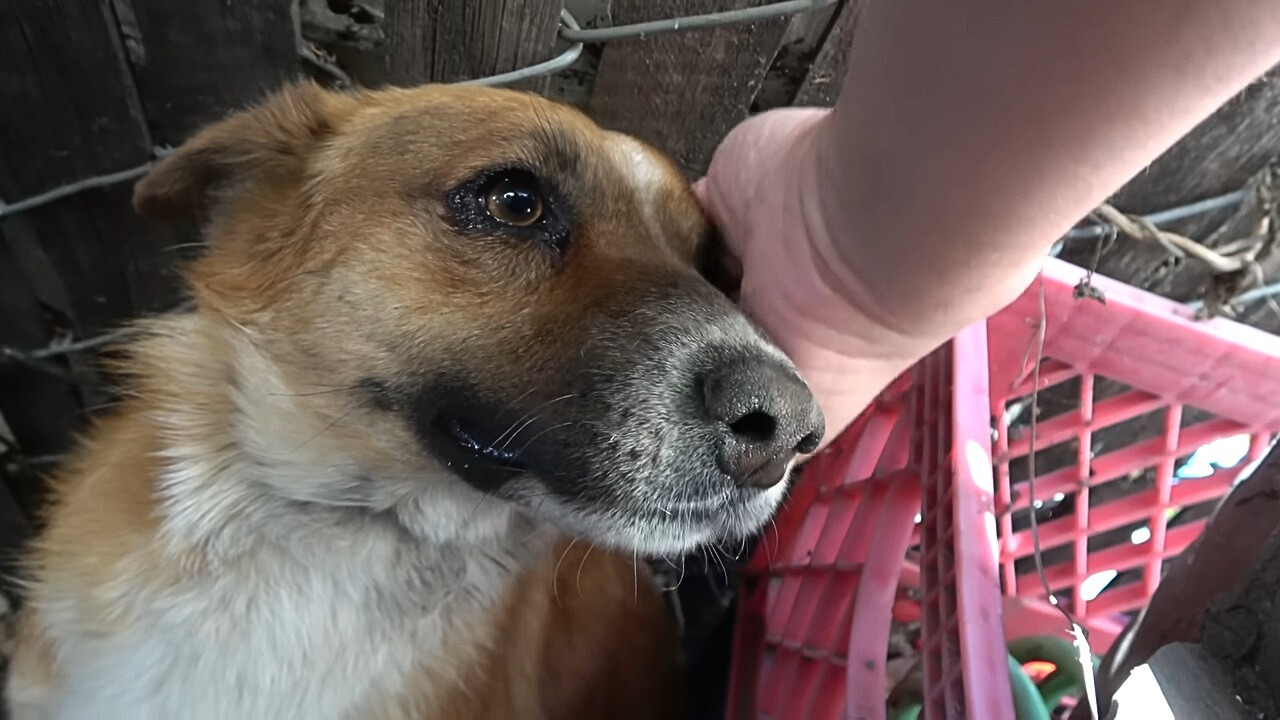 woman petting an injured dog