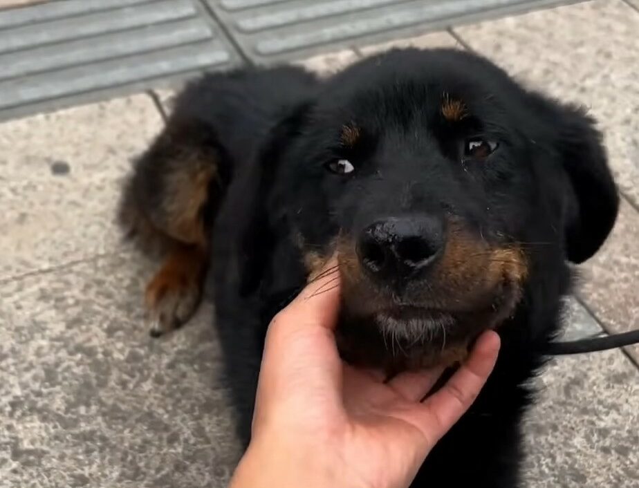 woman petting black dog