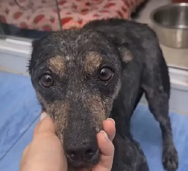 woman petting cute black dog