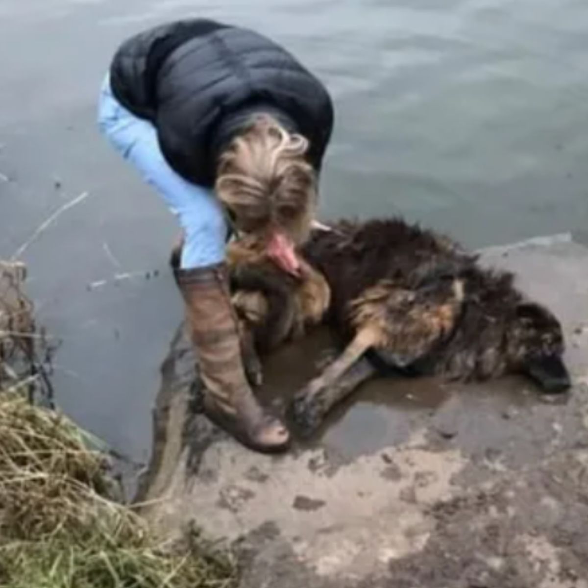 woman rescuing belgian shepherd from water