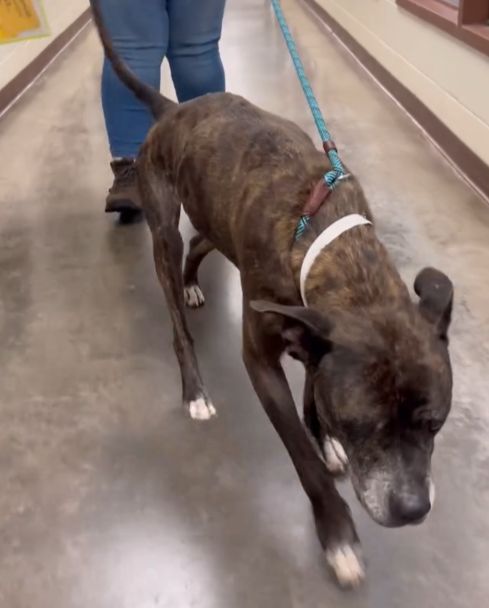 woman walking an old shelter dog