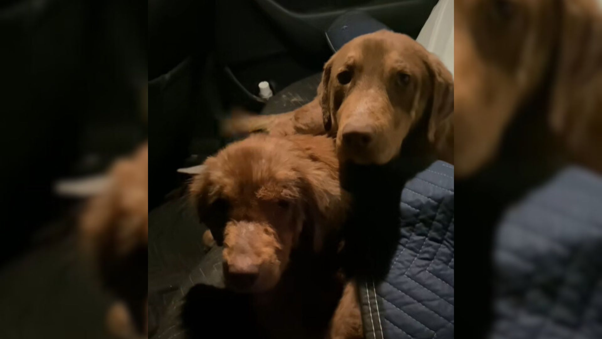 2 Sweet Stray Dogs Found Living Under A House