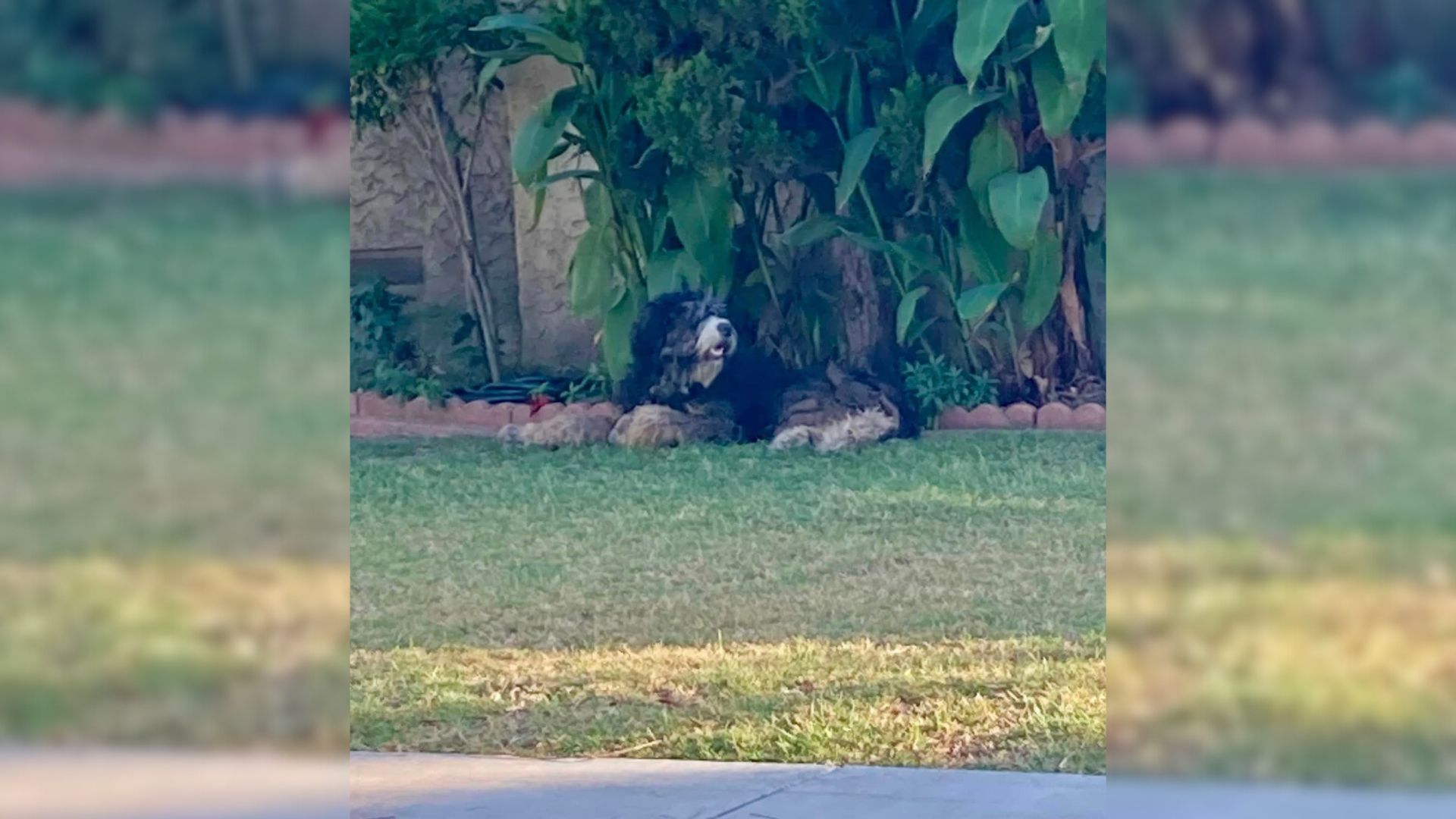 Sorrowful Pup Was Devastated After Owner Threw Him From The Car And On The Streets Of California