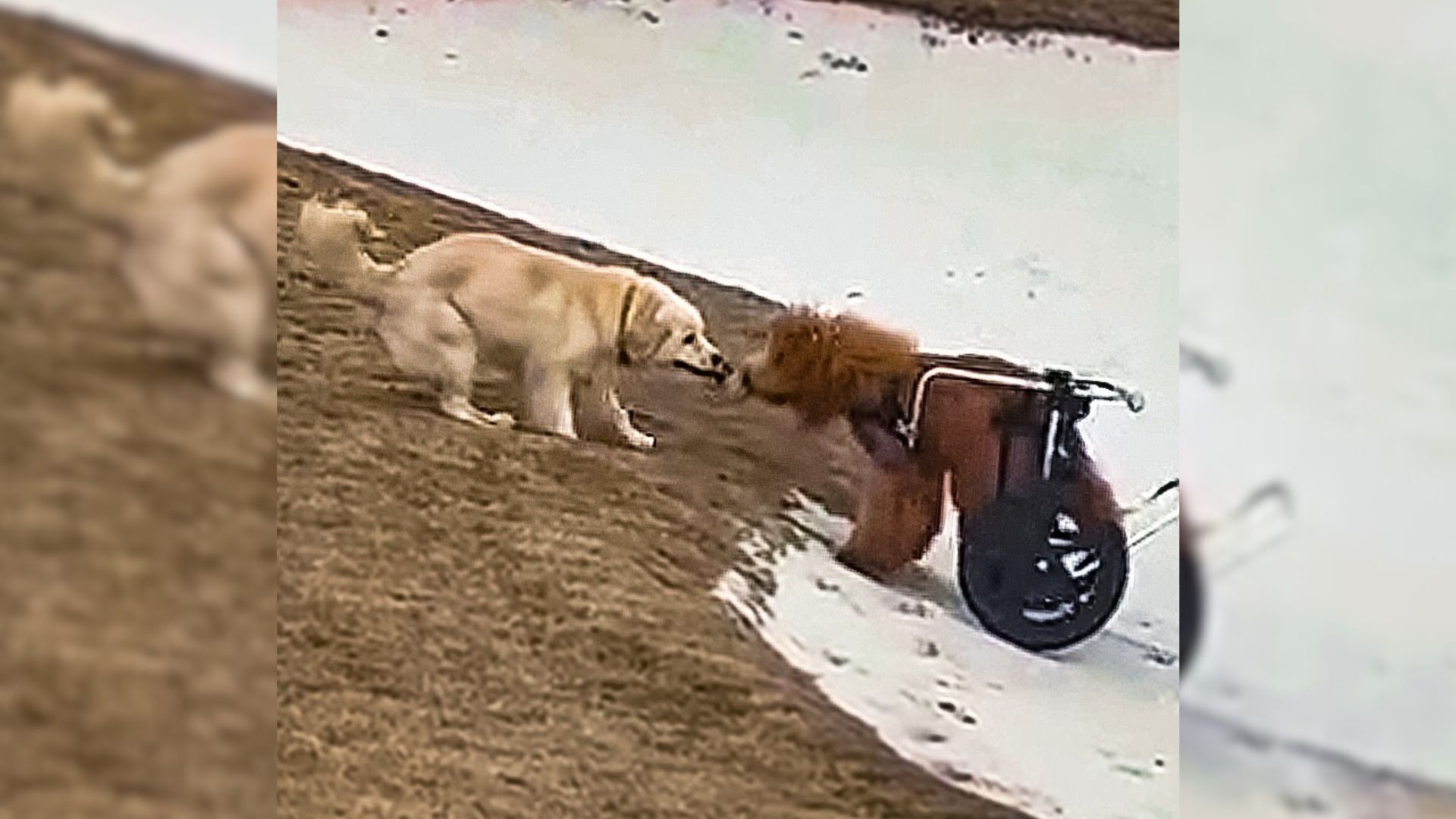 A Disabled Dog Had No Friends Due To Her Inability To Walk, Until The Perfect Sister Showed Up