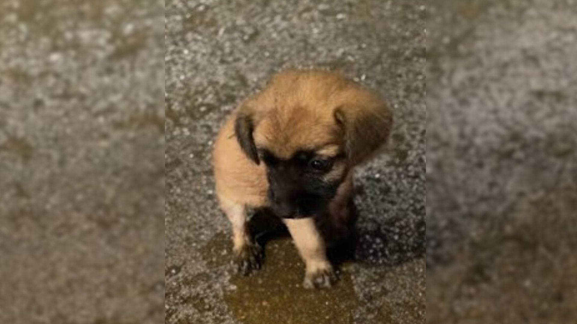 A Little Tearful Puppy Was Desperately Running On A Sidewalk