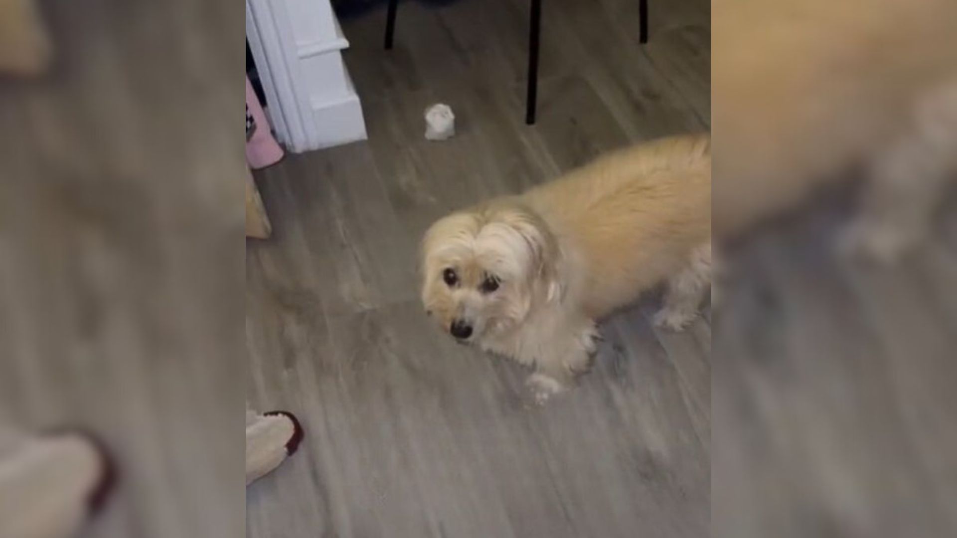 A Sweet 15-Year-Old Dog Melts His Mom’s Heart