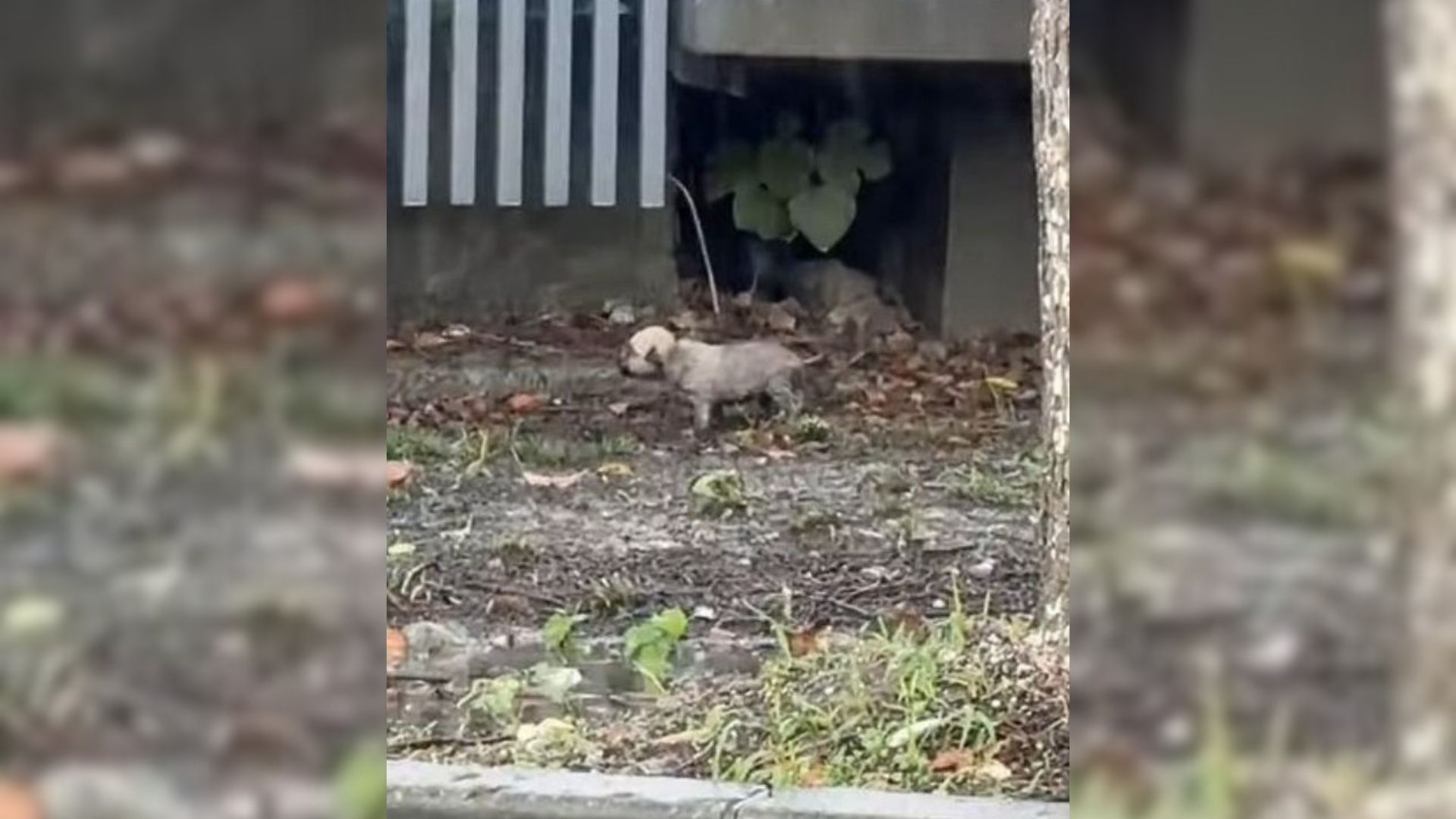 A Tiny Puppy Was Crying His Heart Out In The Pouring Rain, Hoping That His Mom Would Hear Him