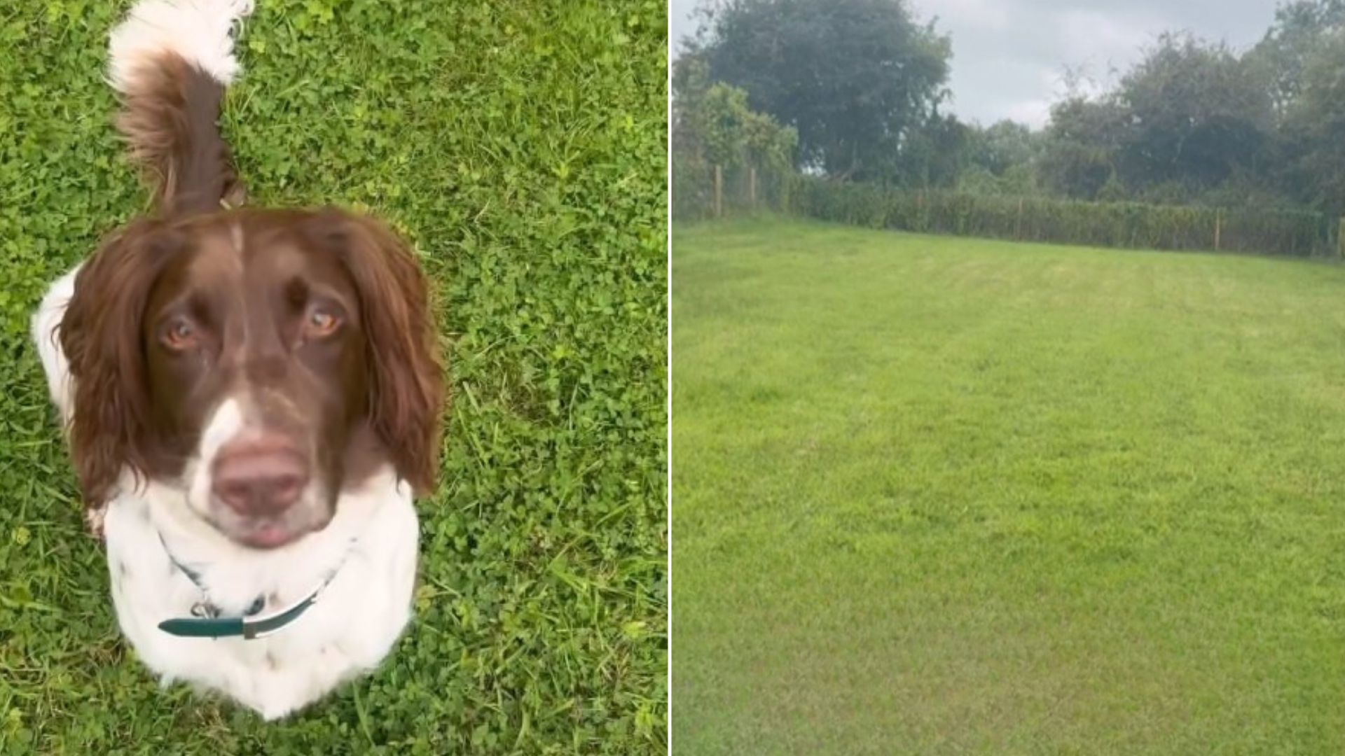 A Woman Bought A House With A Big Yard For Her Dog