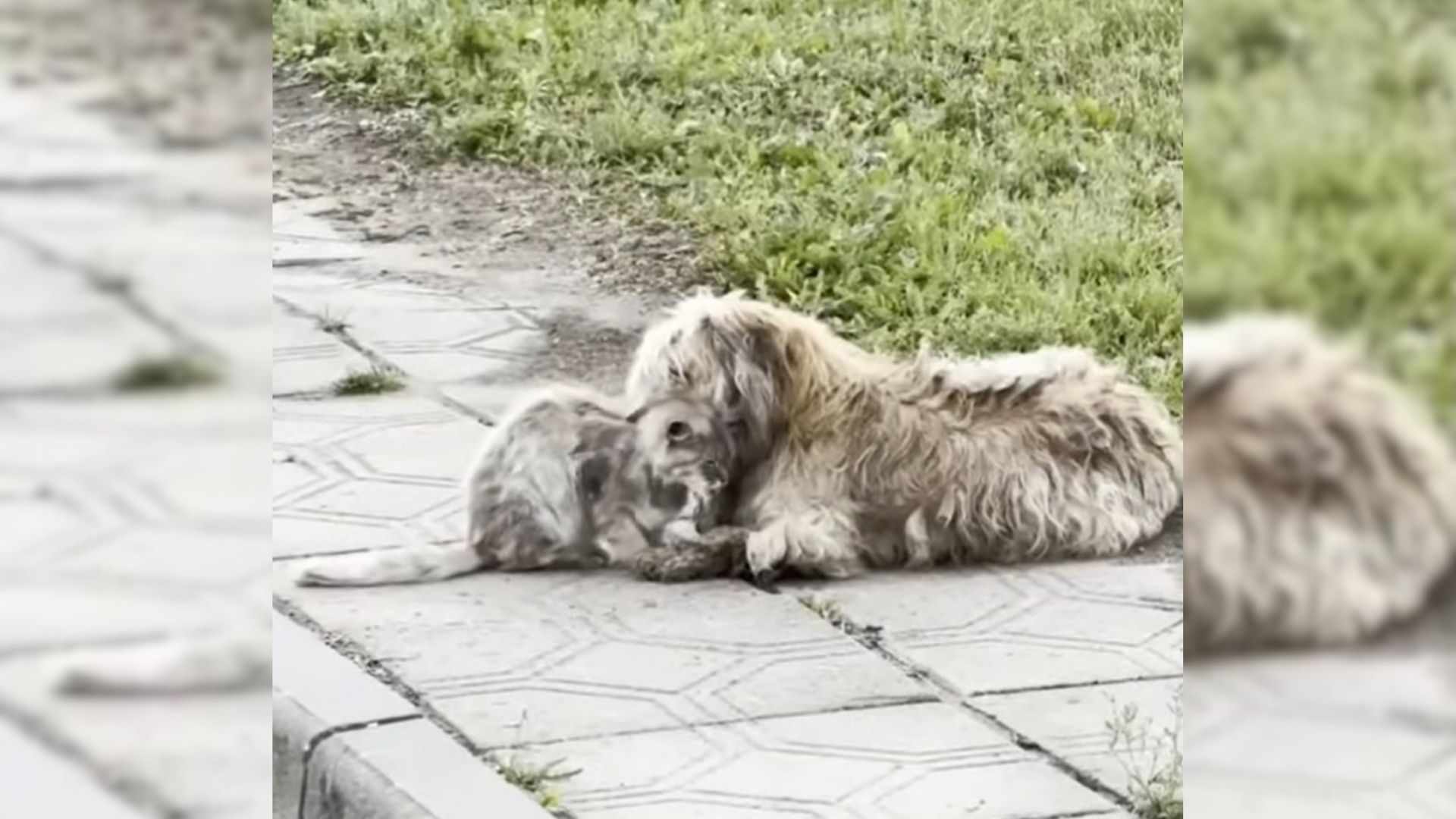 Bonded Dog And Cat Stay True To Each Other After Being Abandoned On The Street