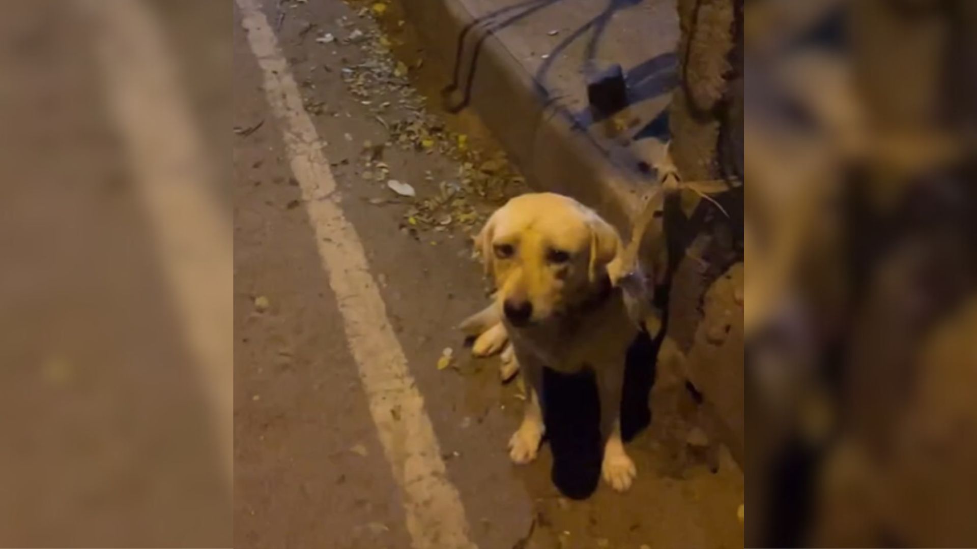 Abandoned Dog Tied To A Pole And Left On The Street