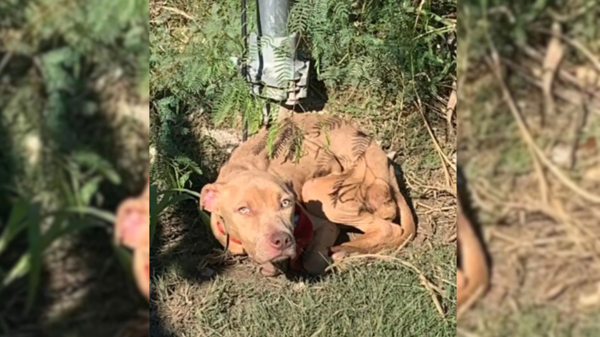 abandoned pup tied to a pole