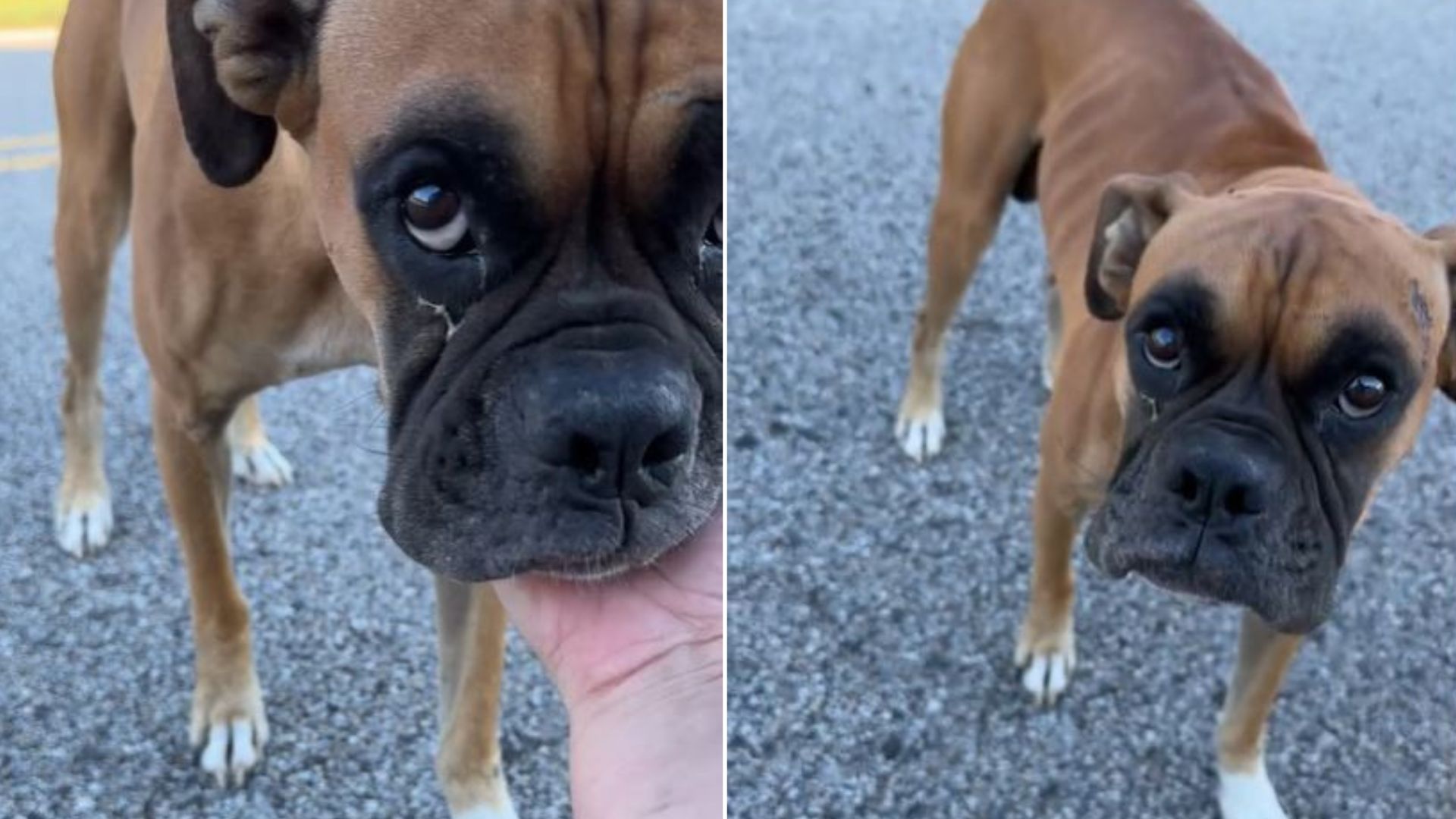 Adorable Boxer Wandering The Street Completely Melted When He Discovered Just How Good A Cuddle Feels