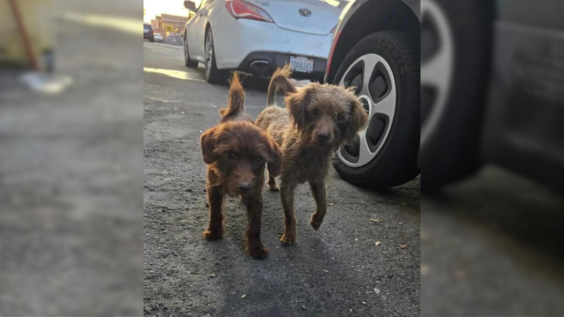 Adorable Furry Siblings Played Games To Distract Themselves From The Fact That They Were Abandoned