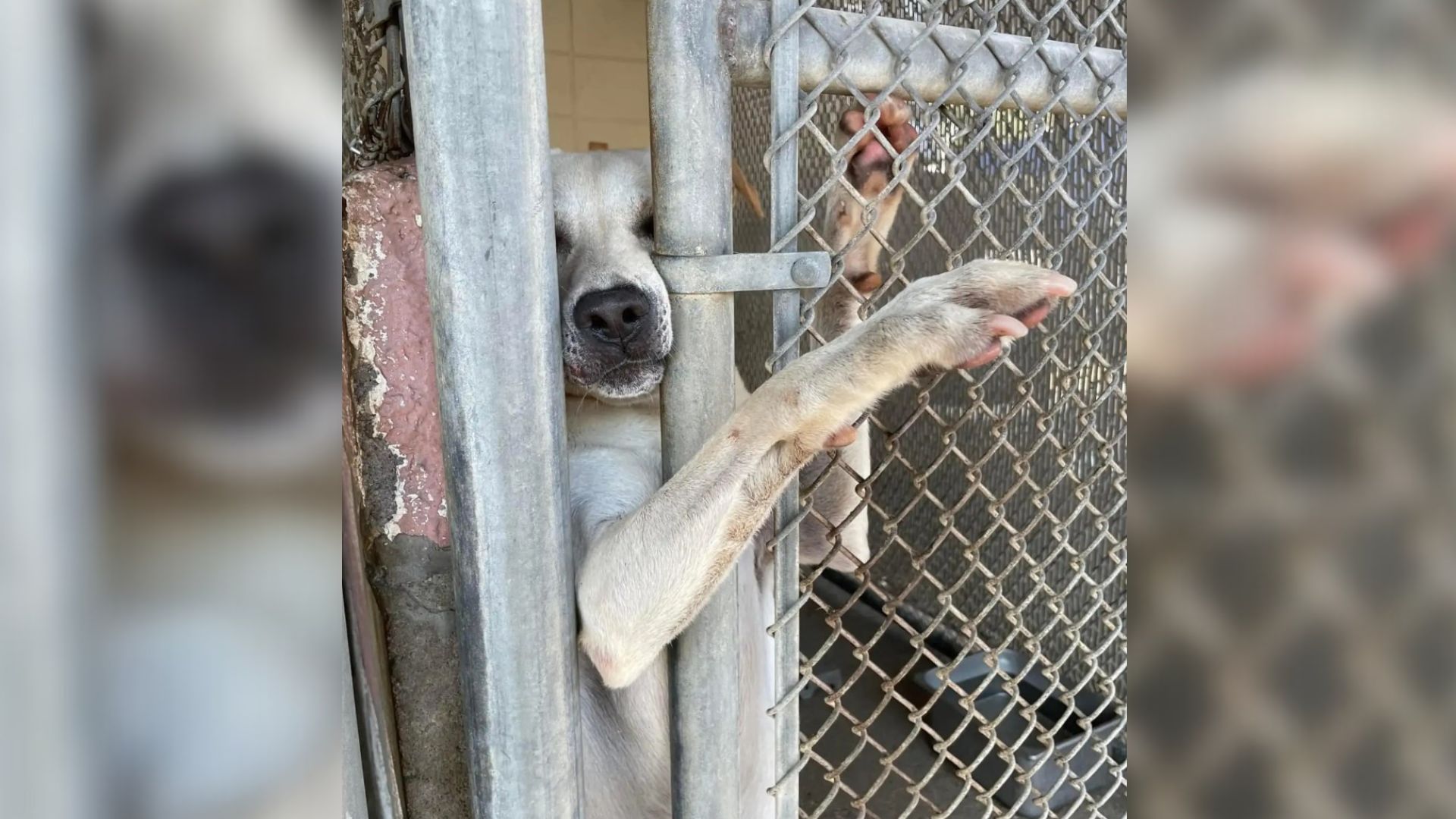 Adorable Pup Decided To Reach Out His Paw Through Kennel Hoping Somebody Would Finally Notice Him