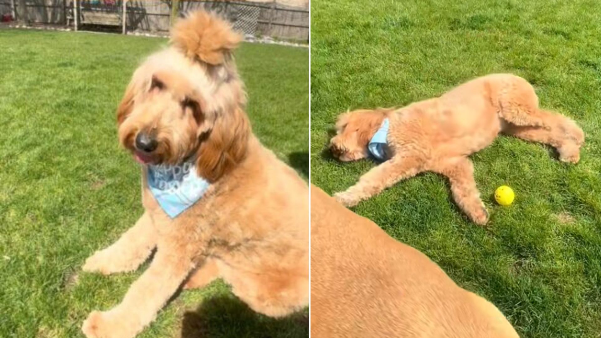 Adorable Pup Keeps Falling Asleep During His Playdate Due To A Rare Medical Condition