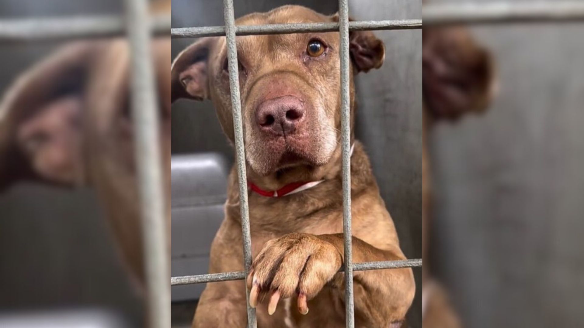 sweet dog in crate