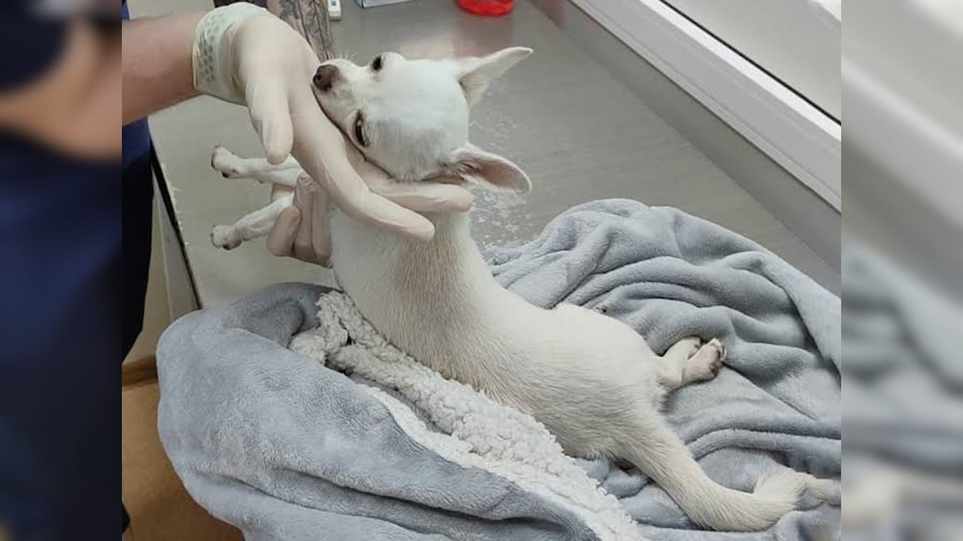 An Injured Pup Who Was Crying In His Owner’s Home