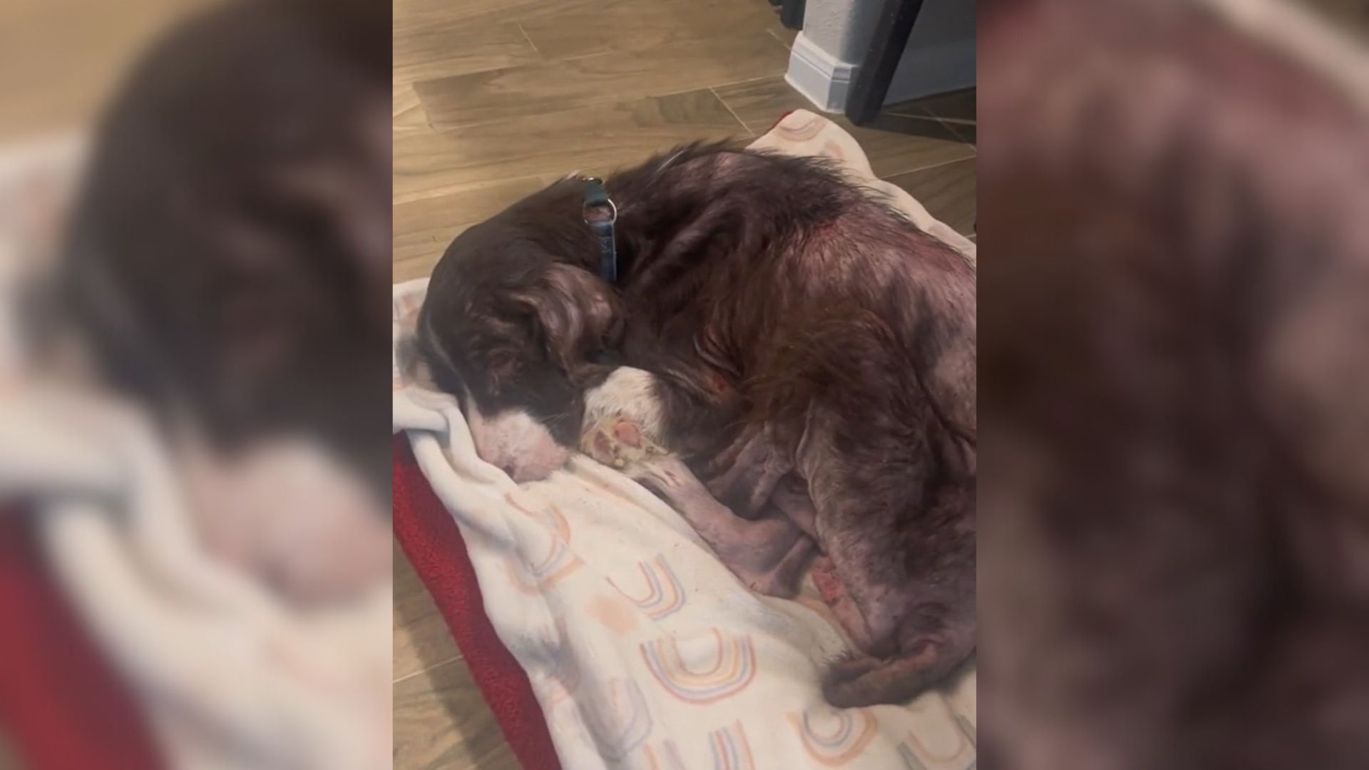 Bald And Skinny Dog Barely Survives After Being In A Puppy Mill, Now He’s Thriving With His New Mom