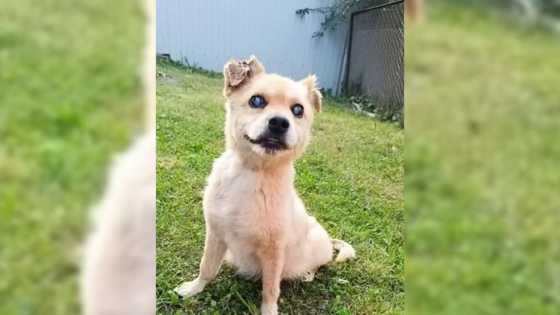 cute blind dog