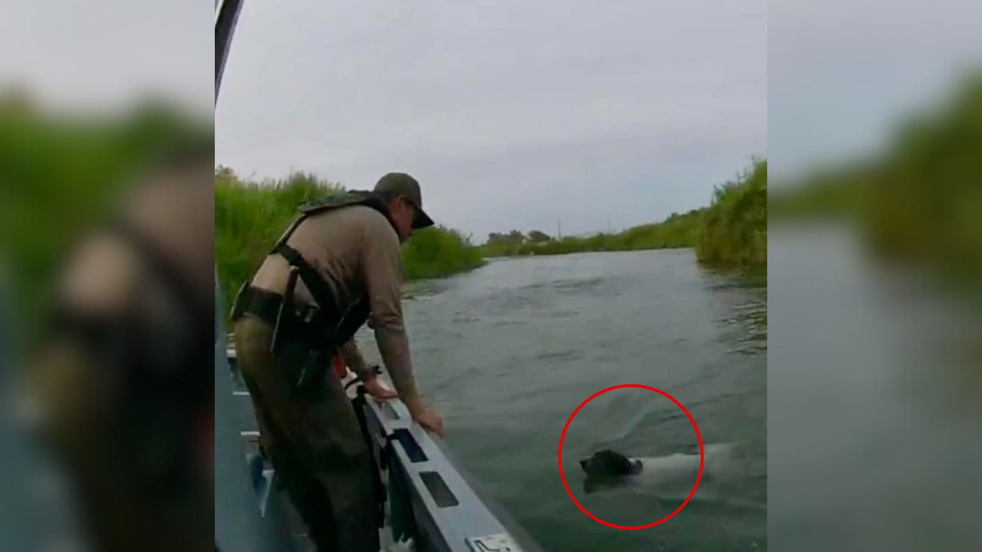 border patrol saving a dog